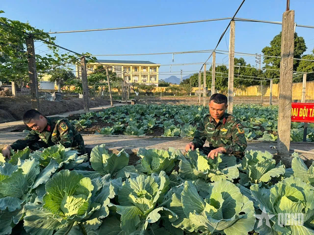 Hiệu quả mô hình điểm về tăng gia sản xuất ở Lữ đoàn 405 (Quân khu 3)

