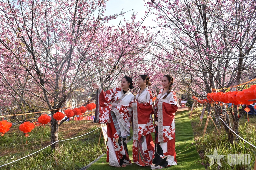 Hoa anh đào khoe sắc tại lễ hội ở xã Mường Phăng