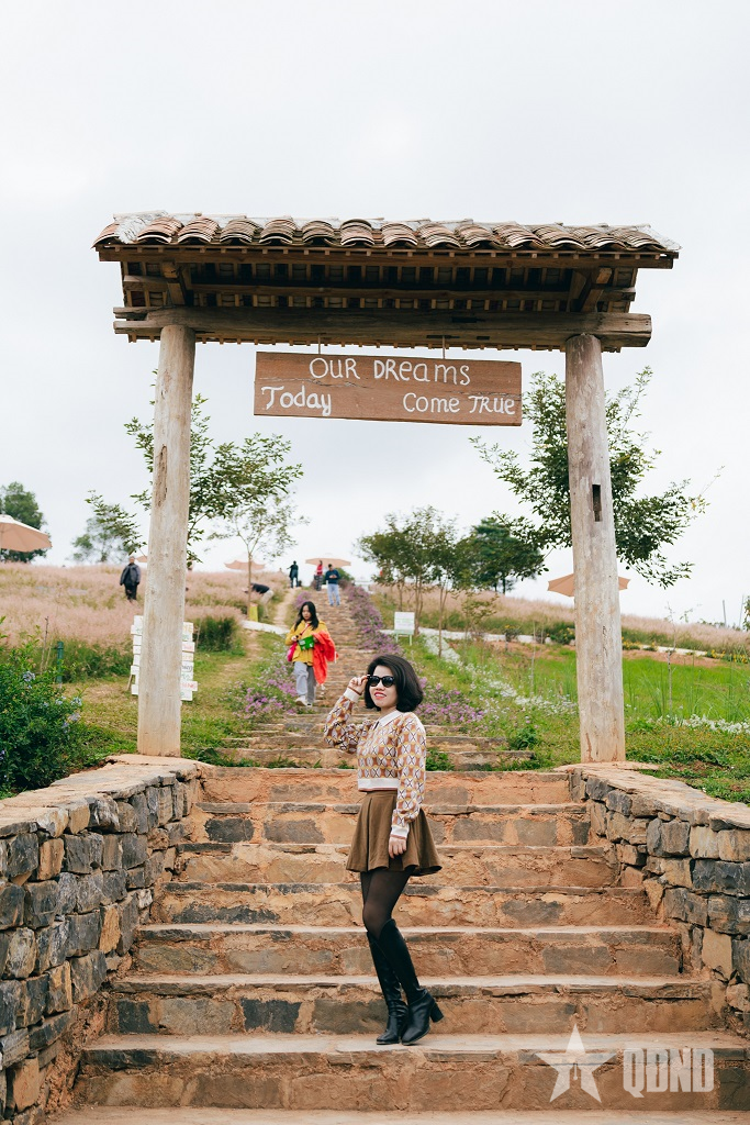 Đồi cỏ hồng Mộc Châu-sắc hồng níu chân du khách