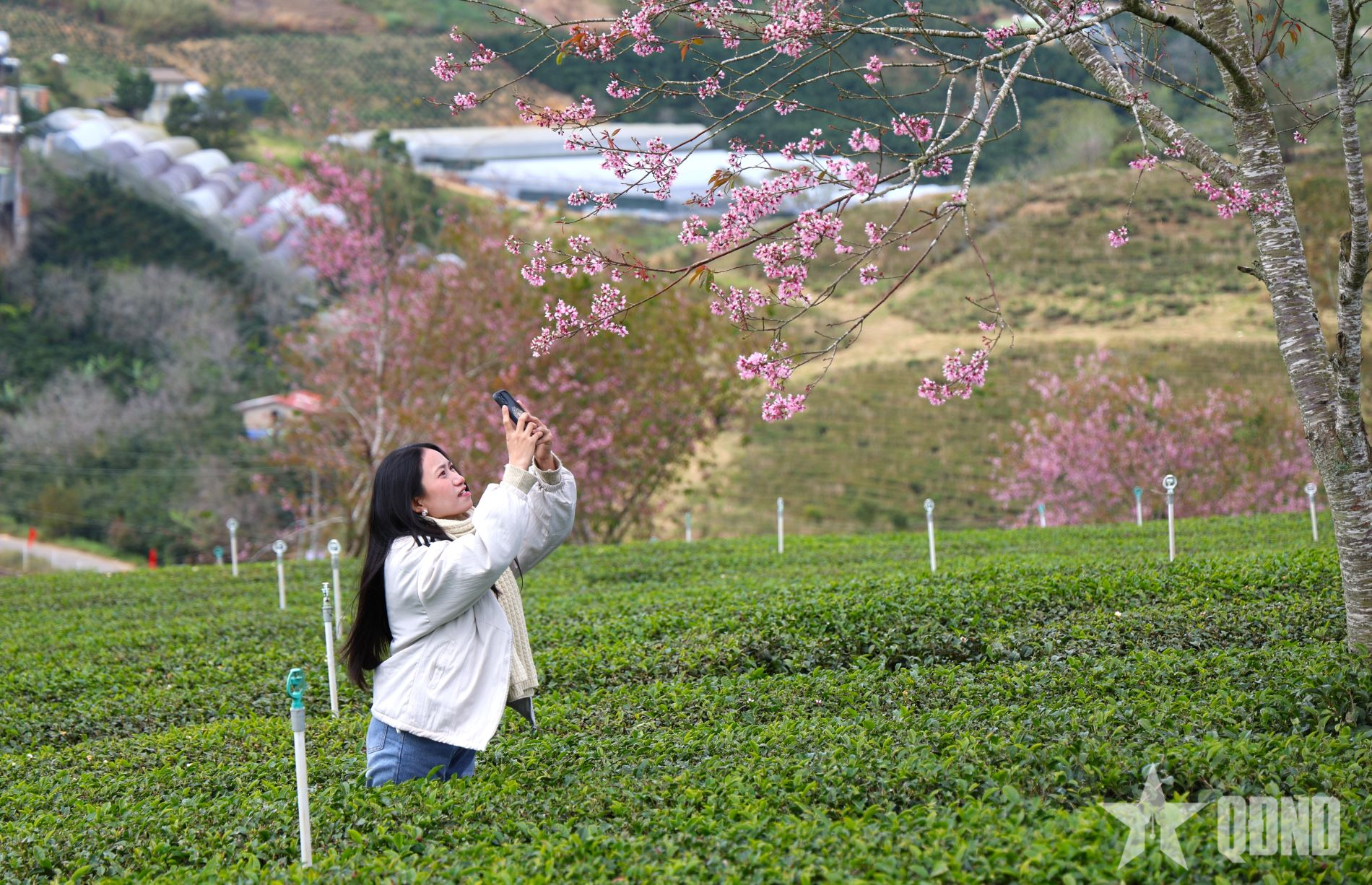 Mai anh đào rực rỡ trên vùng trà Cầu Đất - Đà Lạt