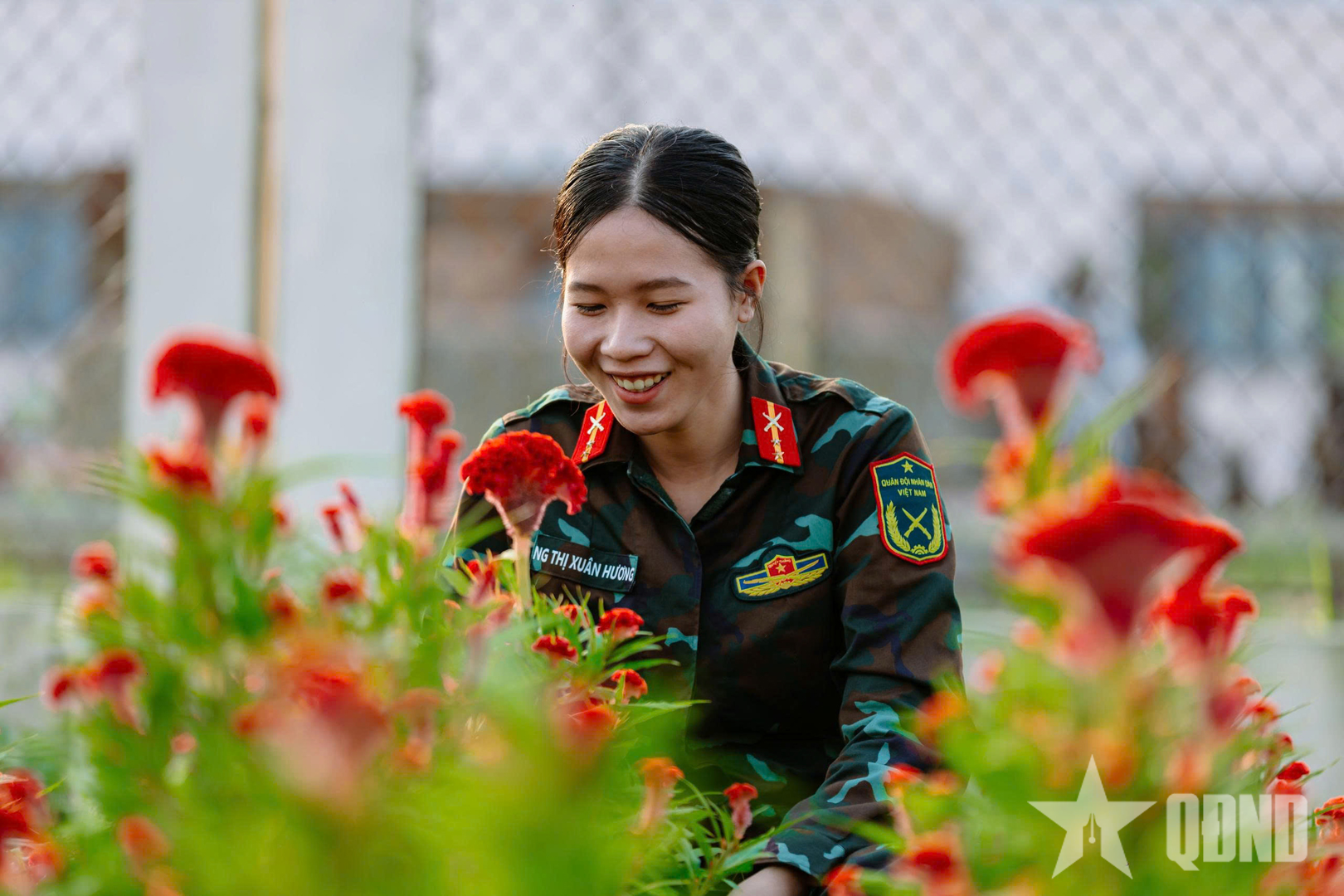 Bộ đội Tây Ninh khéo léo, tỉ mỉ chăm hoa Tết