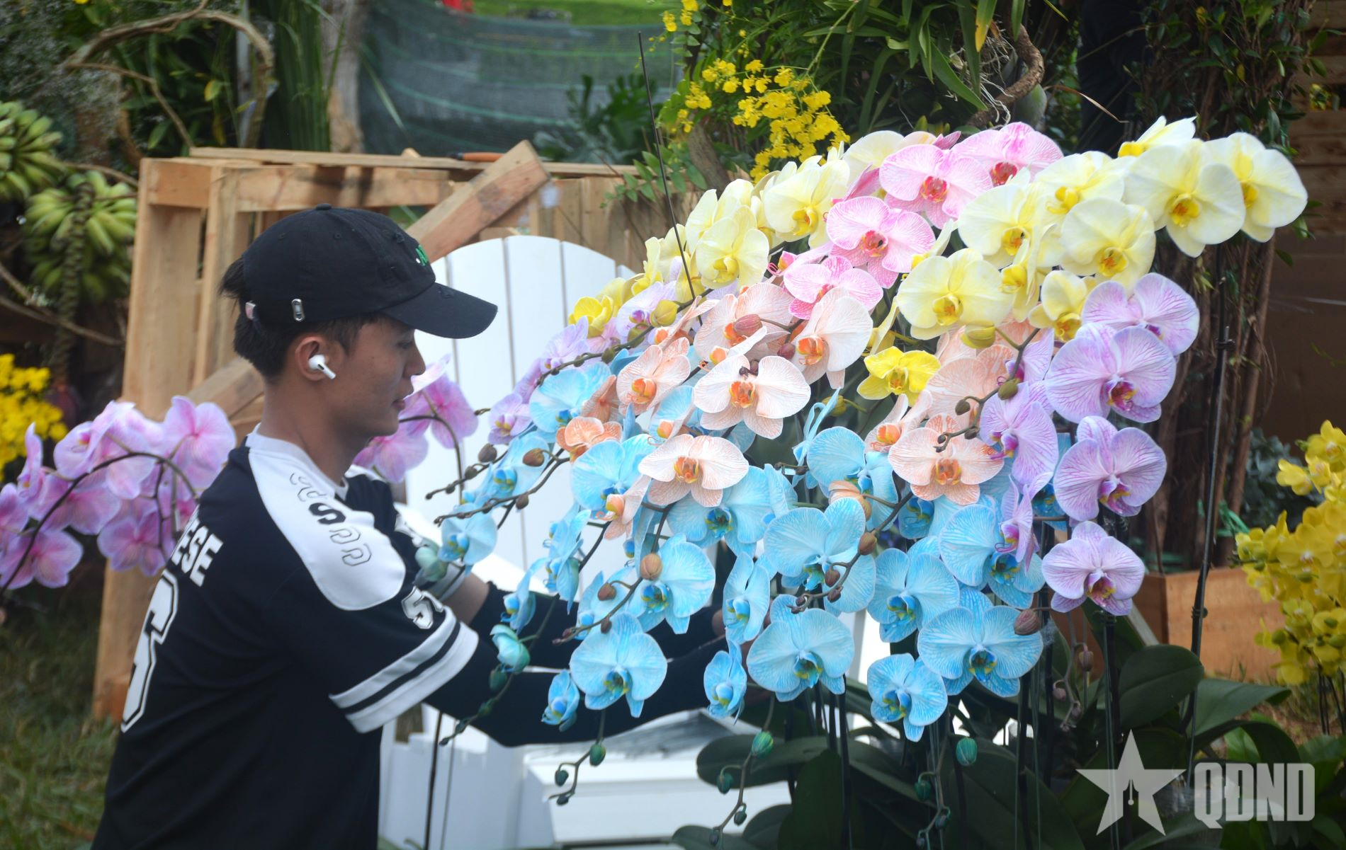 Đà Lạt sẽ cung cung cấp 4 triệu cây hoa lan hồ điệp trong dịp Tết Nguyên đán Bính Ngọ 2026