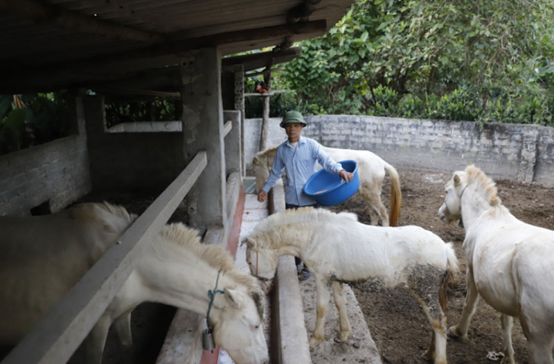 Thư về tòa soạn: Thoát nghèo nhờ nuôi ngựa bạch