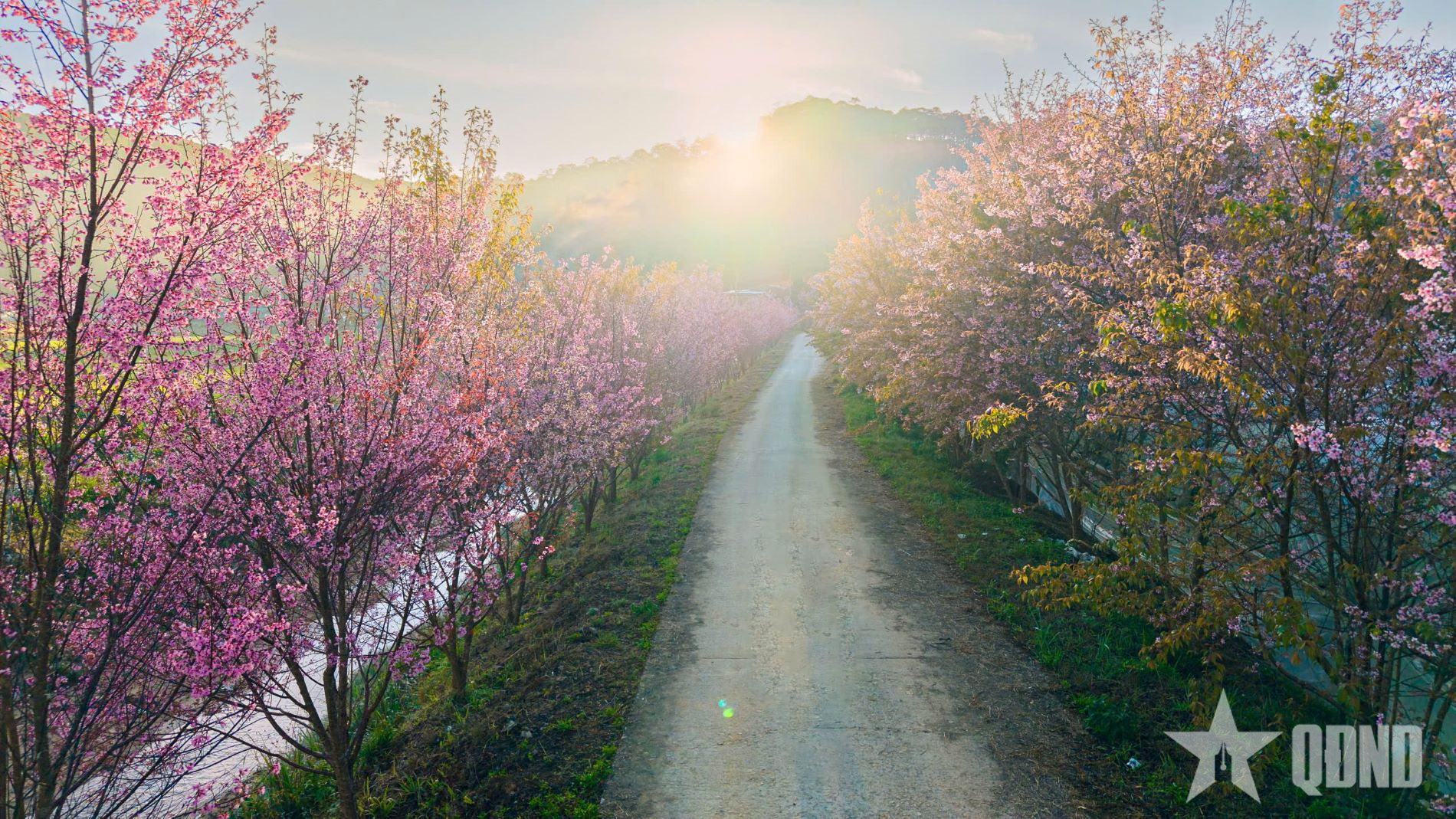 Tới Đà Lạt ngắm hoa mai anh đào ở đâu?