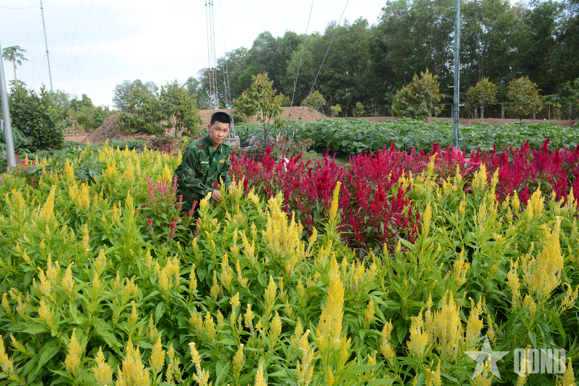 Sắc hoa xuân nơi biên giới Tây Ninh