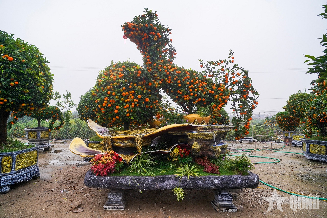 Ngắm “đàn ngựa” làm từ quất đón Tết Bính Ngọ