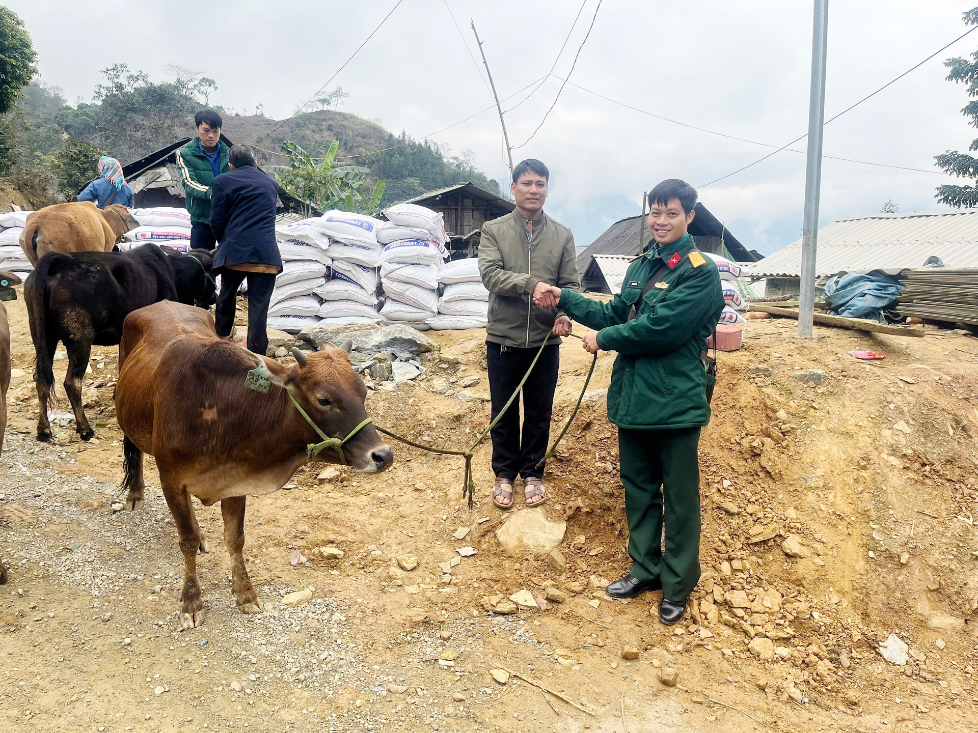 Hỗ trợ bò giống, vật tư chăn nuôi cho đồng bào vùng biên Lào Cai