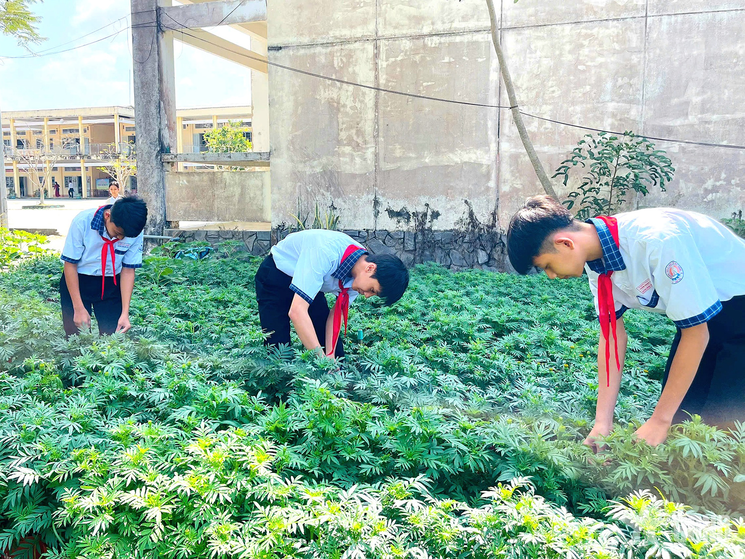 Cần Thơ: Lan tỏa “Nụ cười Xuân” từ những chậu hoa, luống rau học đường