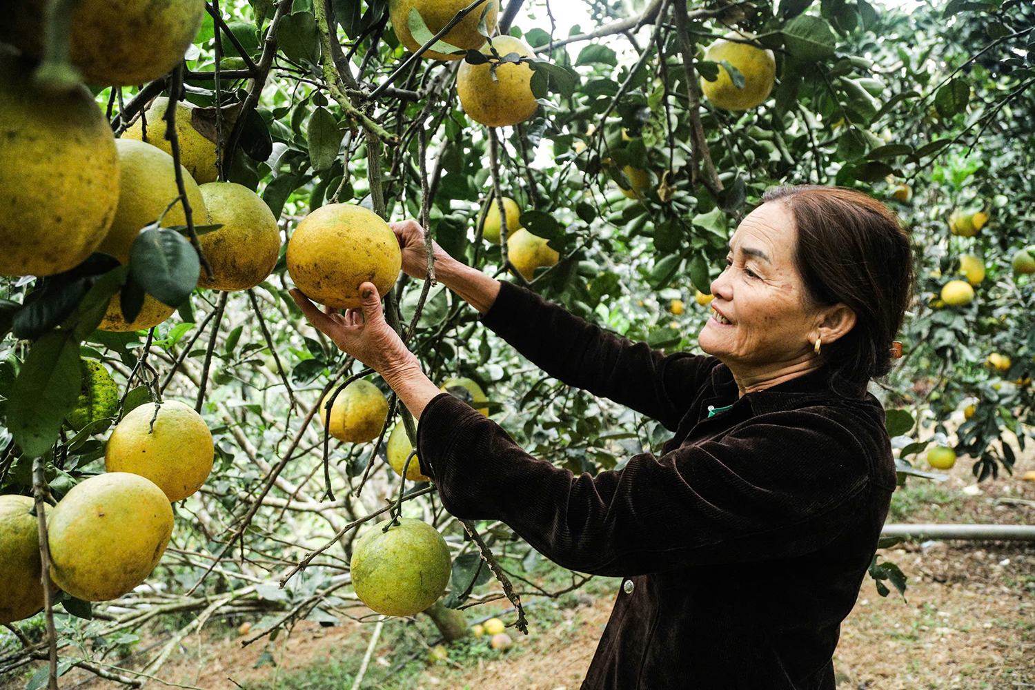 Giữ hương bưởi miền trung du Hà Tĩnh