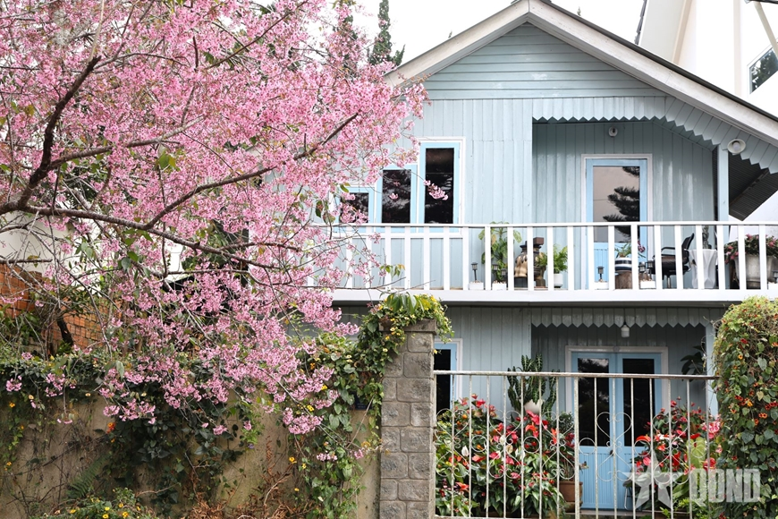 Đà Lạt đẹp từng khoảnh khắc giữa mùa hoa mai anh đào