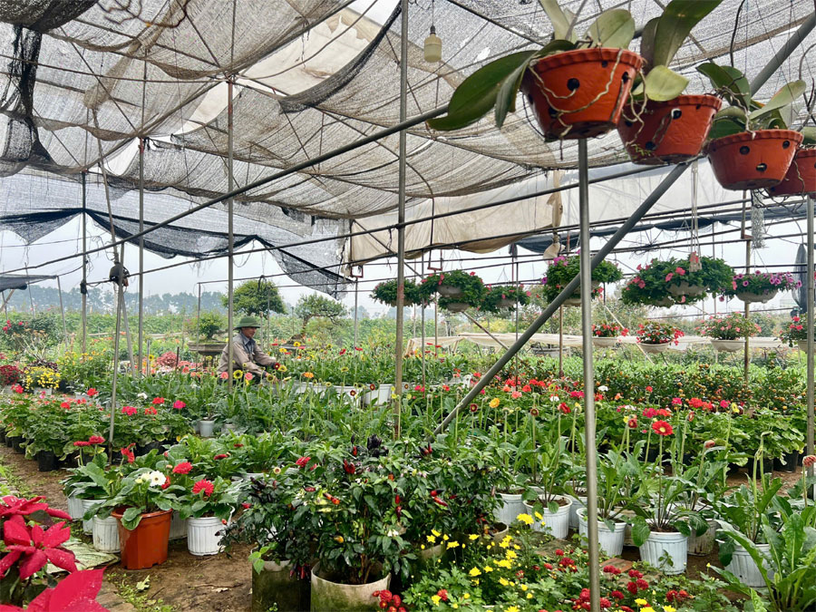 Mê Linh rộn ràng vào mùa hoa Tết