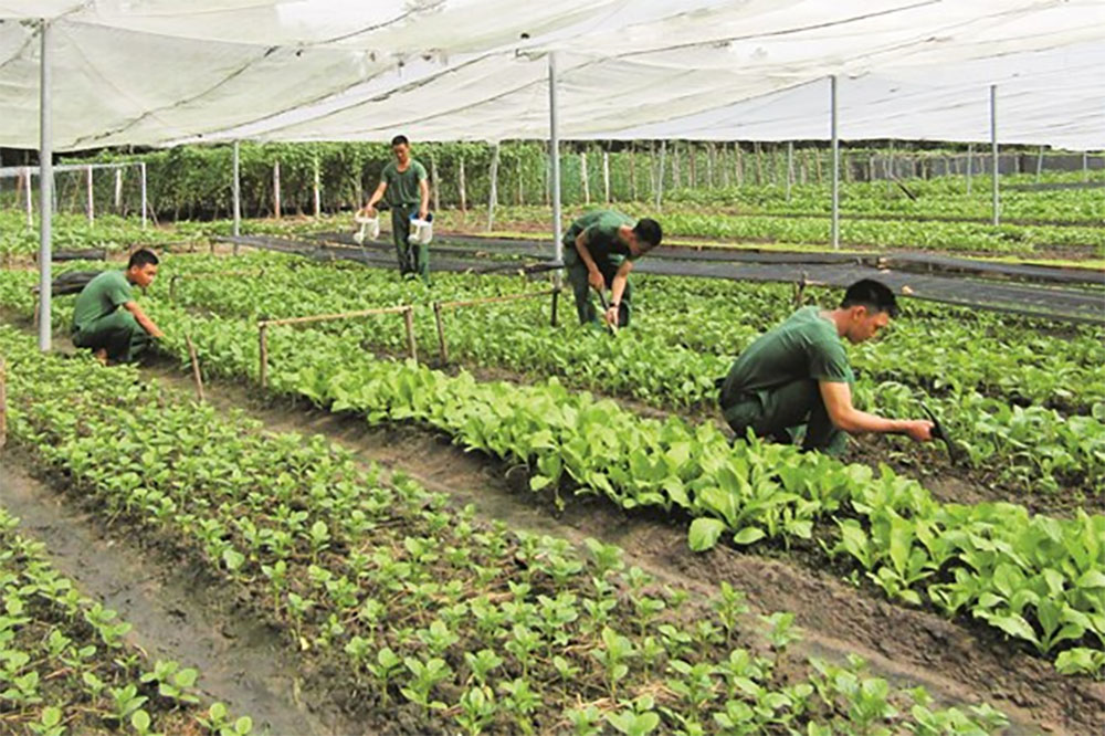 Gieo mầm khát vọng