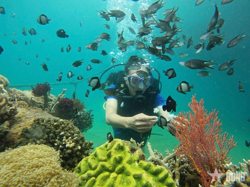 Vịnh Vĩnh Hy - Bản giao hưởng xanh giữa lòng đại dương