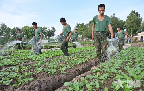 Chủ động tạo nguồn thực phẩm chất lượng cao cho bộ đội