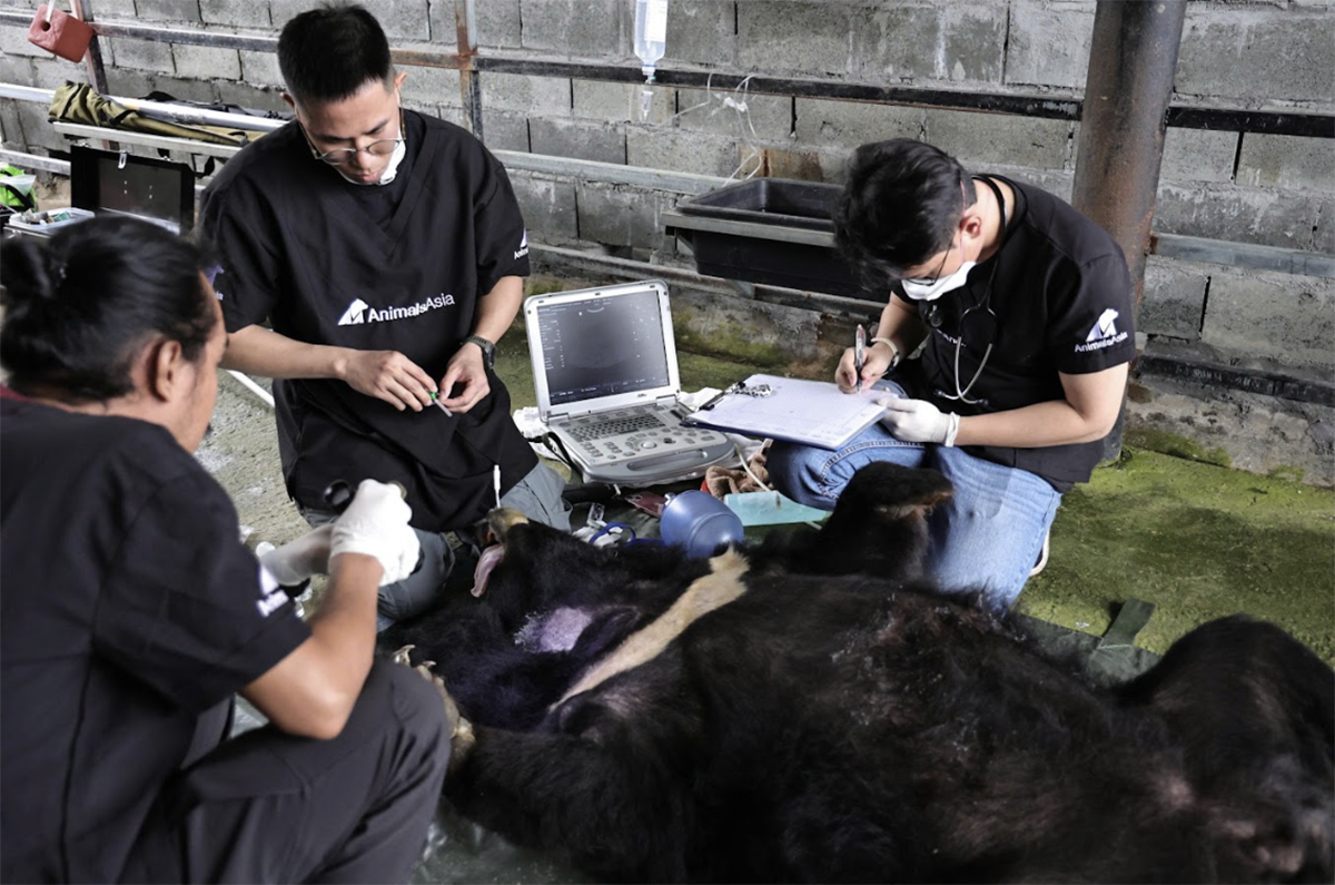 Thêm một cá thể gấu được cứu hộ về Trung tâm Cứu hộ Gấu Việt Nam

