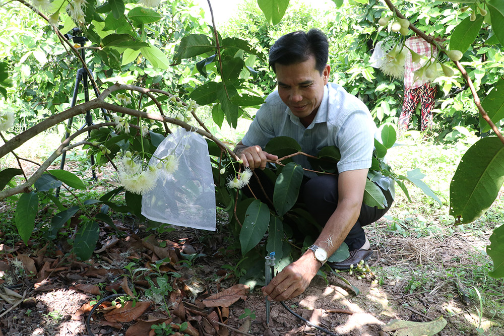 Hành trình của mận hồng Sân Tiên trên đất Cù Lao Dung