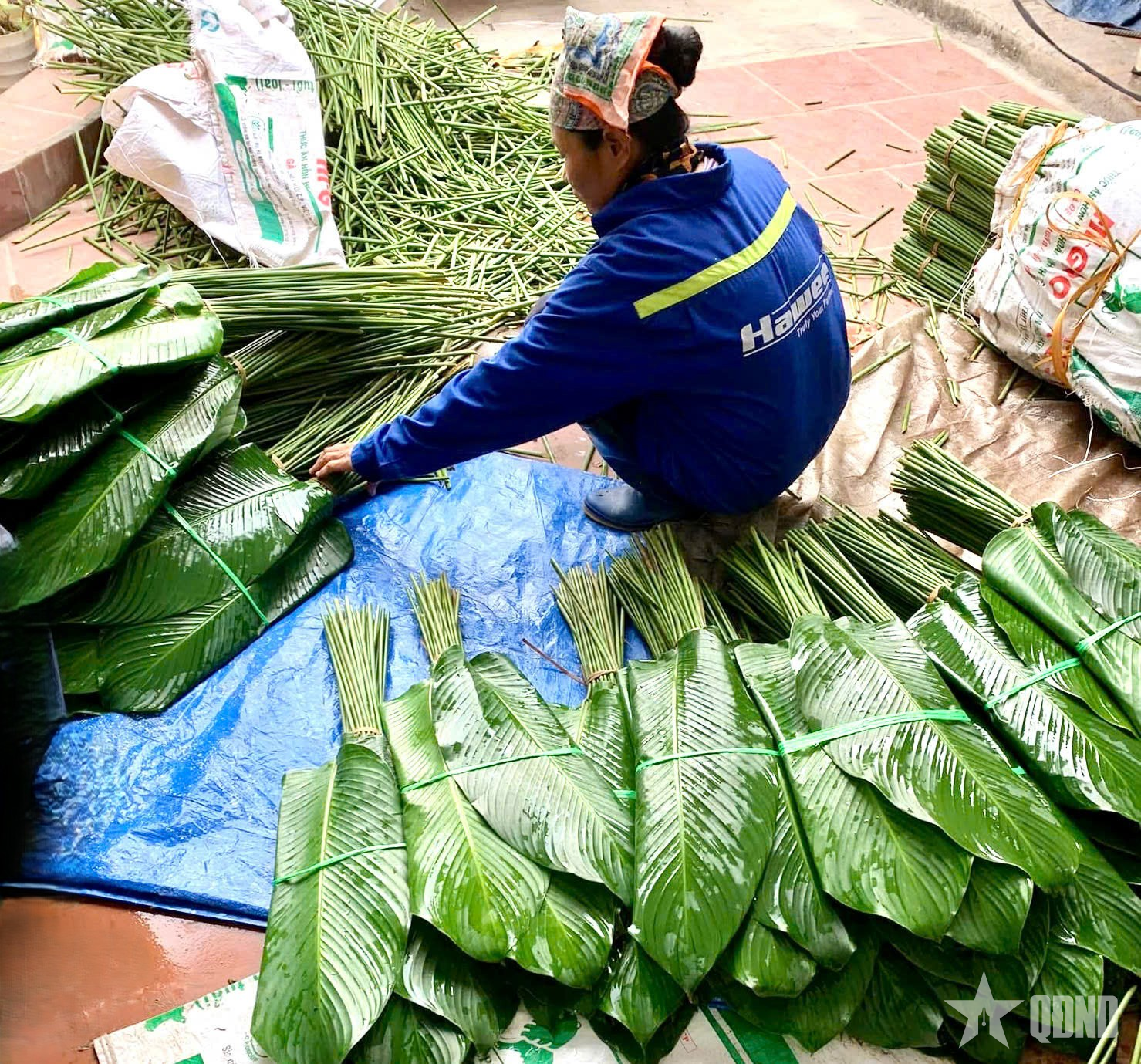 Xanh màu lá dong làng Tràng Cát dịp xuân về
