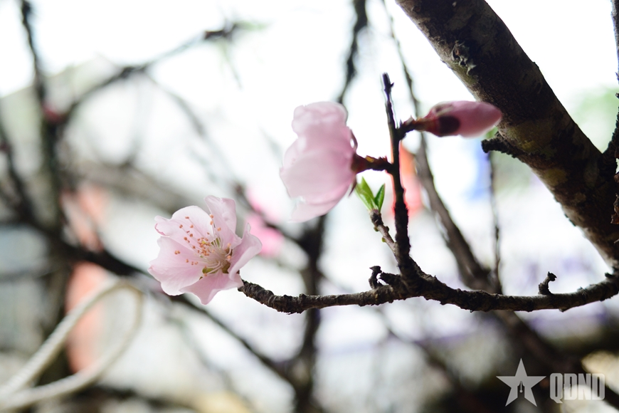 Sắc hoa rừng xuống phố