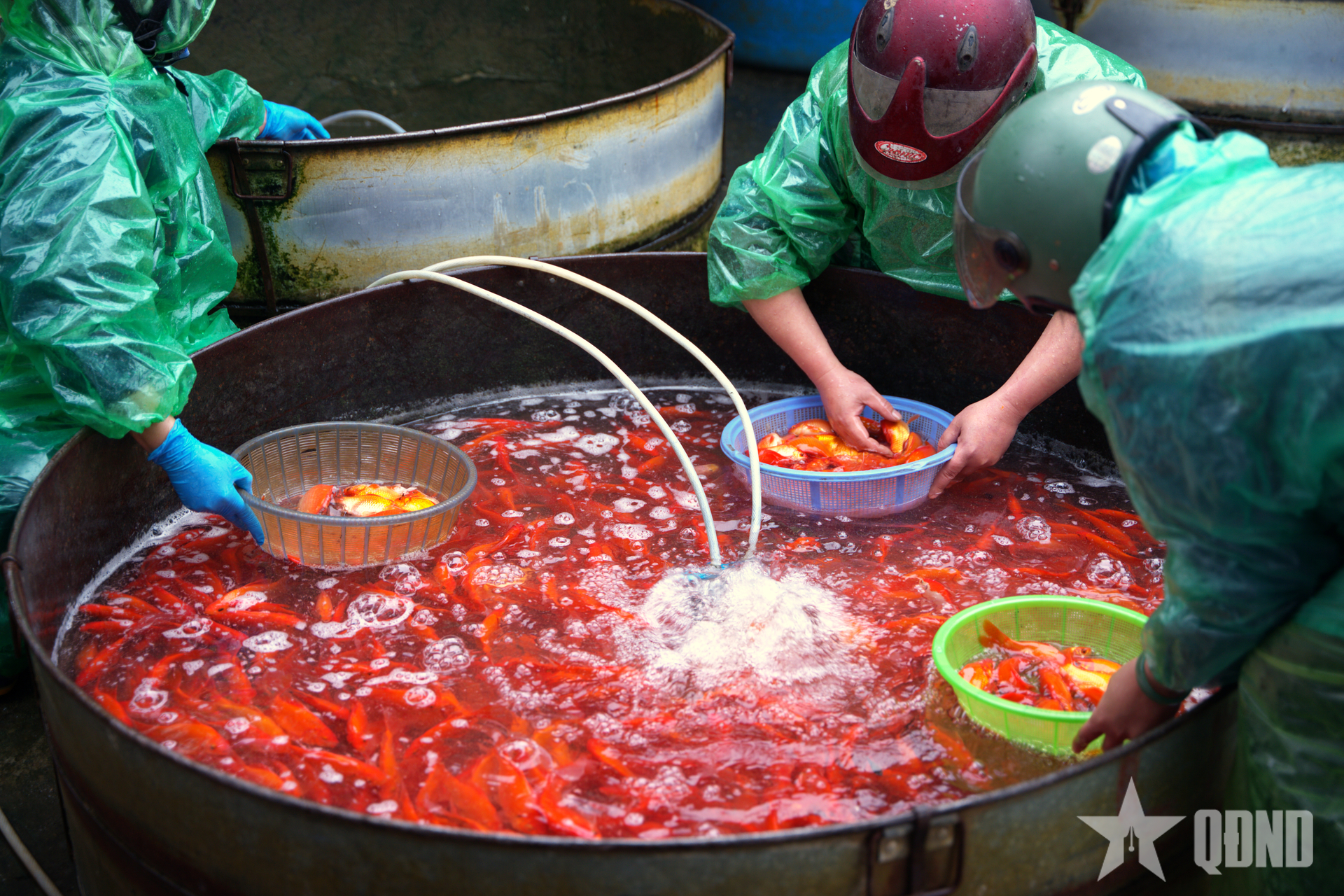 Chợ cá lớn nhất Hà Nội nhộn nhịp trước Tết ông Công, ông Táo