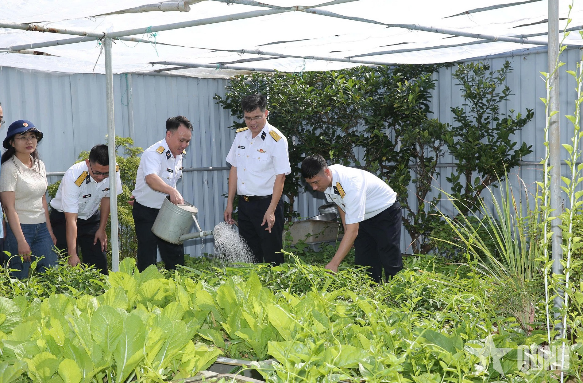 Tạo nguồn rau xanh nâng cao đời sống bộ đội trên các nhà giàn DK1