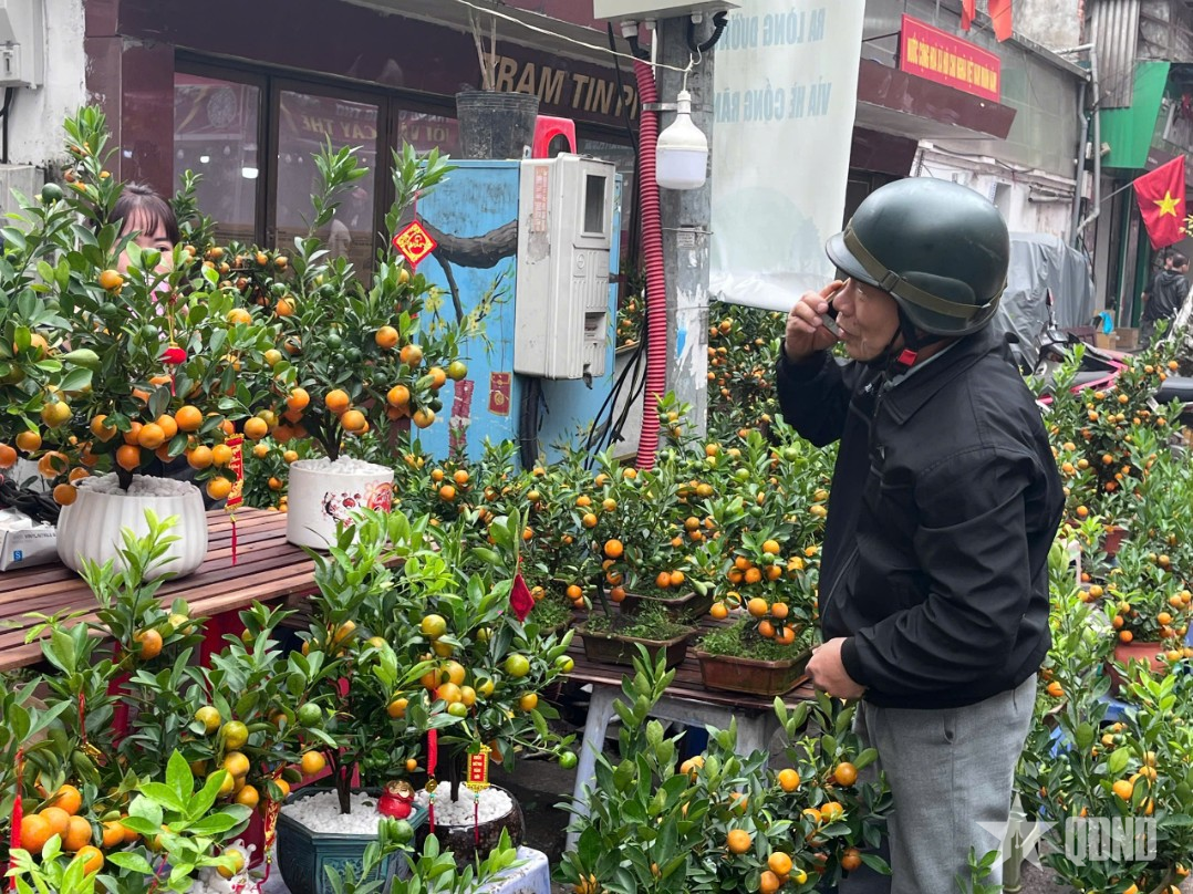 Quất bonsai hút khách dịp Tết