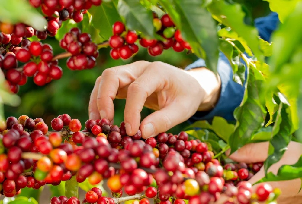 Bản tin nông sản hôm nay (11-2): Giá cà phê tăng, giá hồ tiêu ở mức cao 