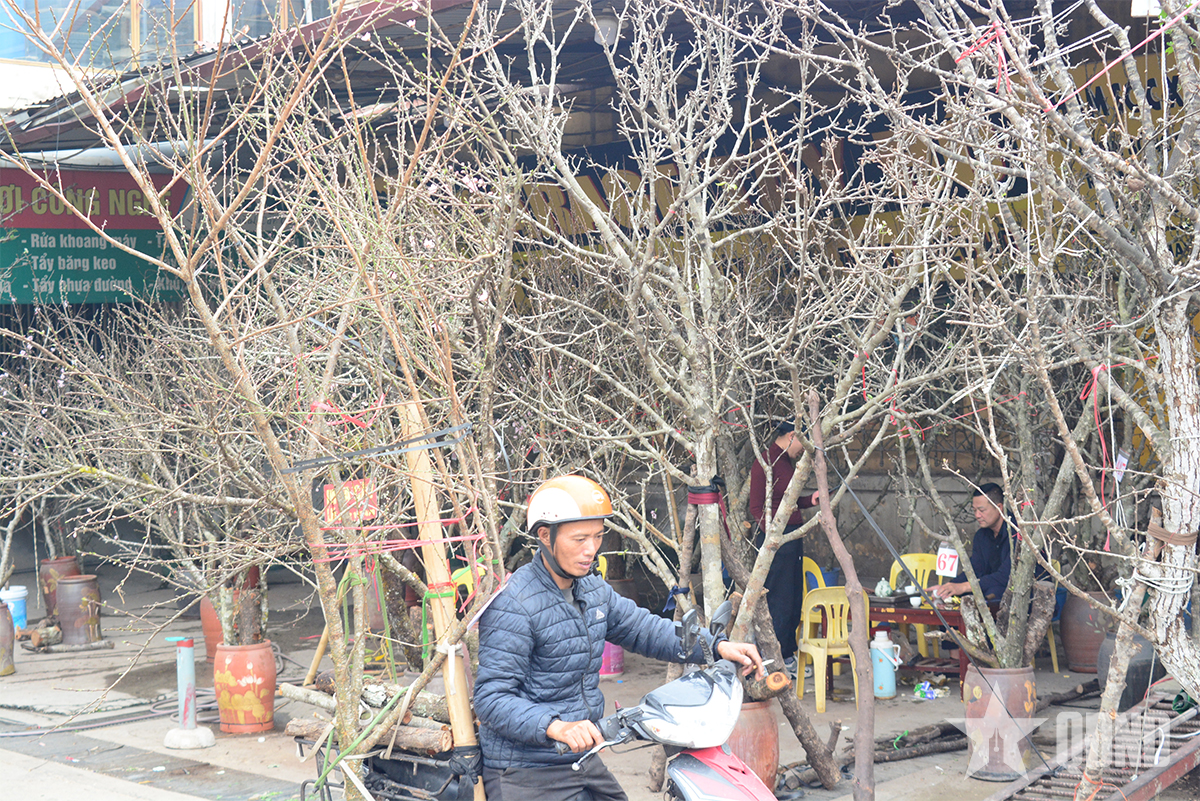 Chở mùa xuân về phố