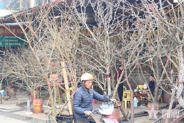 Chở mùa xuân về phố