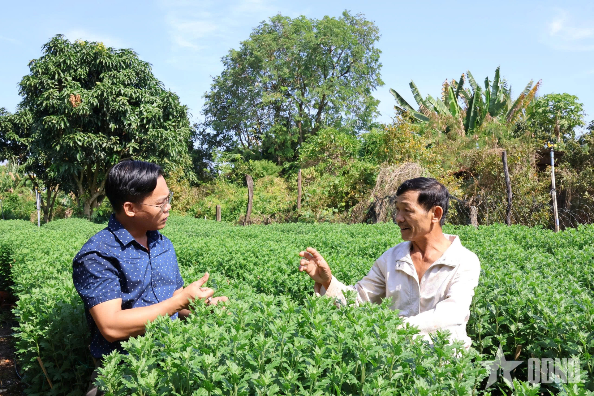Đắk Lắk: Đất cằn “nở hoa” nhờ tư duy làm kinh tế vụ Tết