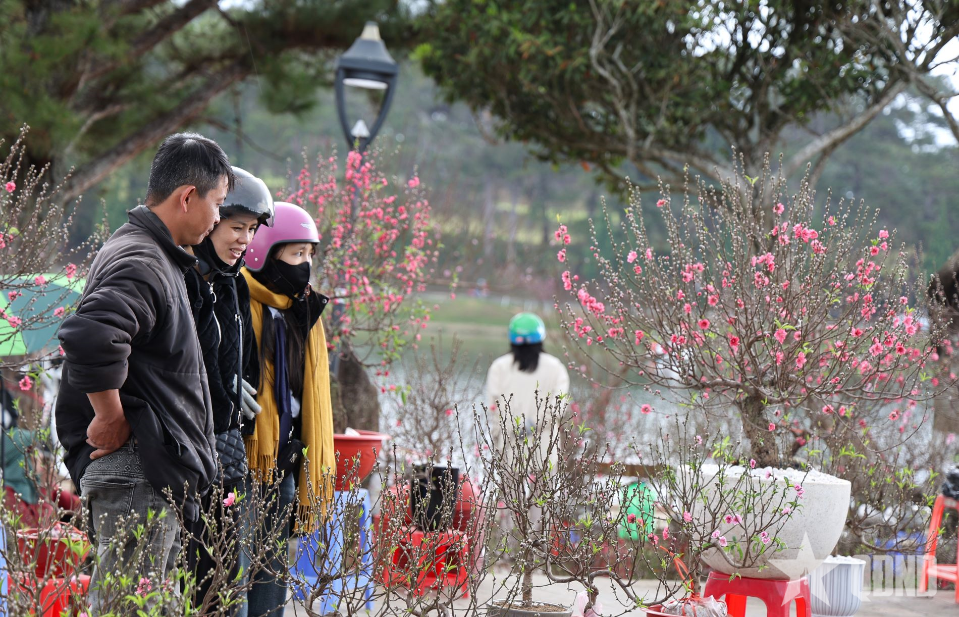 Rực rỡ chợ hoa Tết Đà Lạt