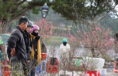 Gallery - 	Rực rỡ chợ hoa Tết Đà Lạt