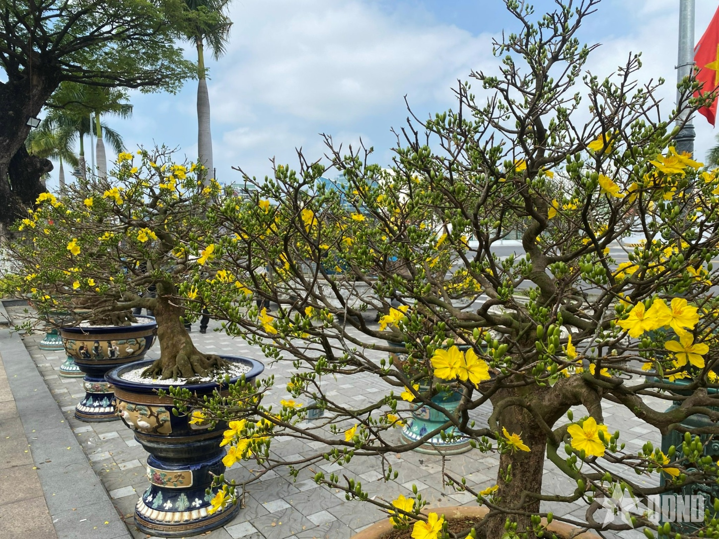 Đà Nẵng - rực rỡ mai vàng