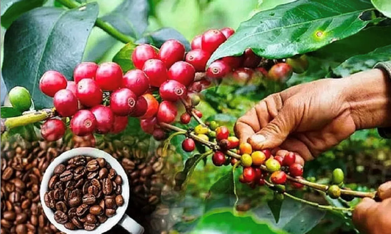 Bản tin nông sản hôm nay (19-2): Giá cà phê và hồ tiêu duy trì ở mức cao