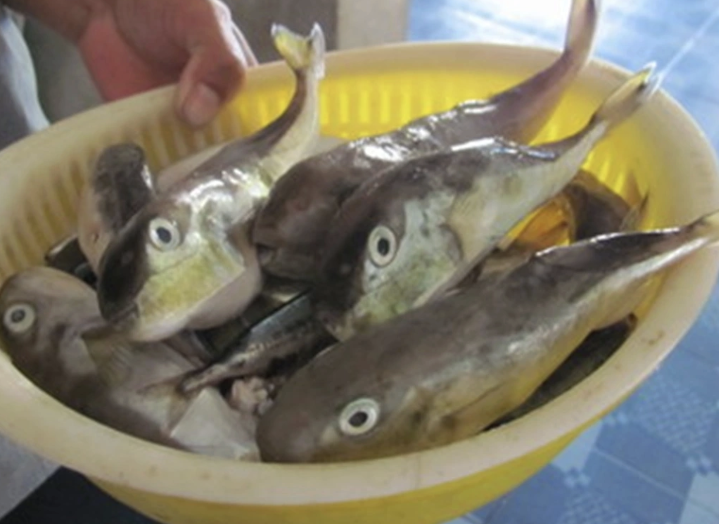 Bộ Y tế yêu cầu khẩn trương điều tra hai ca nghi ngộ độc cá nóc ở Quảng Ninh