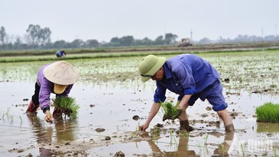 Gallery - 	Nông dân thôn Giai Lệ, xã Tiên Hoa, tỉnh Hưng Yên cấy lúa vụ chiêm