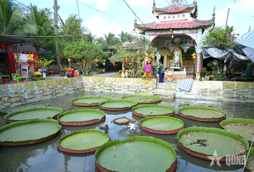 Thăm ngôi chùa có lá sen “độc lạ” ở Đồng Tháp


