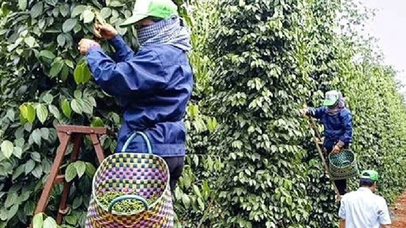 Bản tin nông sản hôm nay (22-2): Giá hồ tiêu trong nước cao; lúa gạo đi ngang