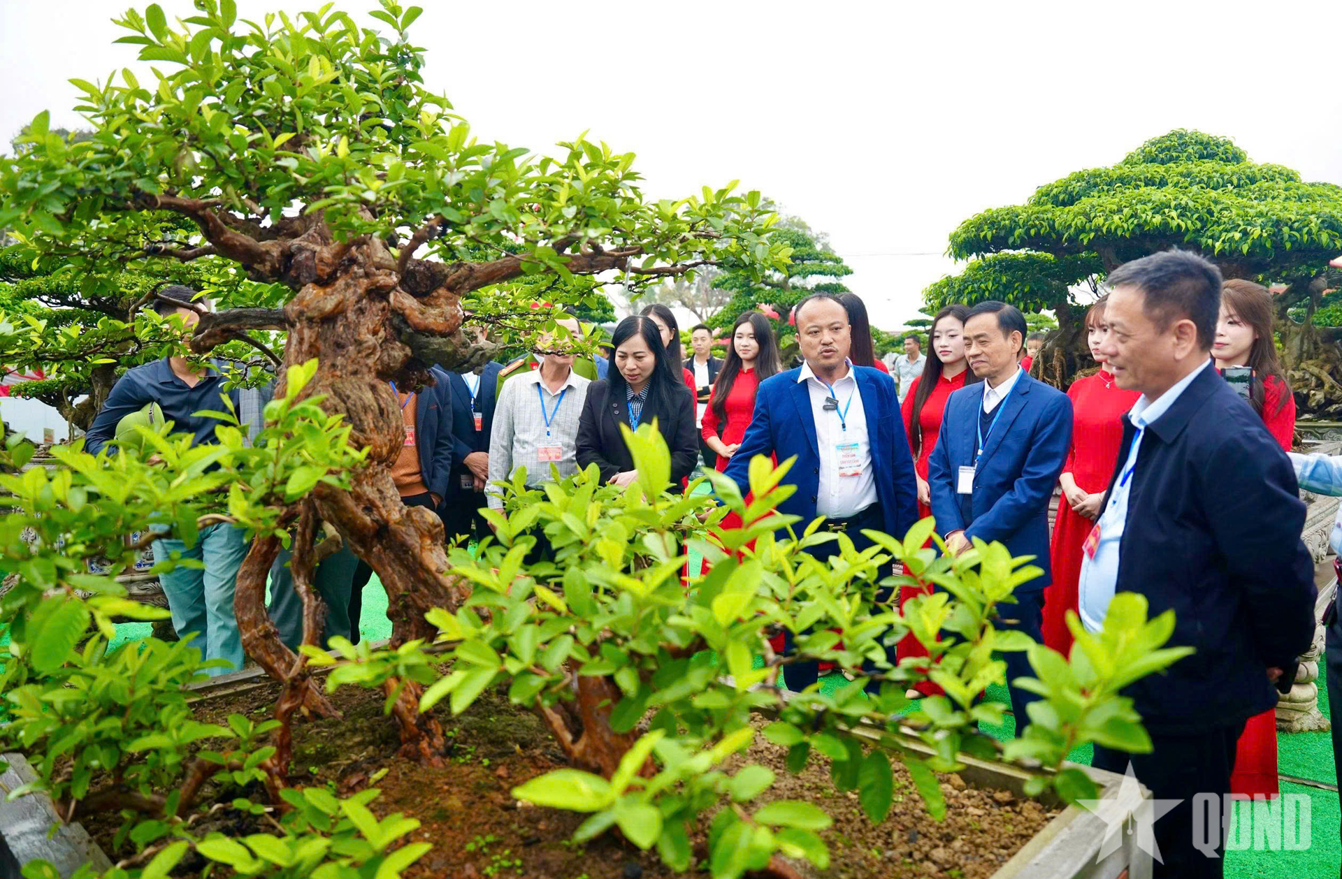Lễ hội đền thờ Triệu Việt Vương: Đấu giá tác phẩm sinh vật cảnh hàng trăm triệu đồng
