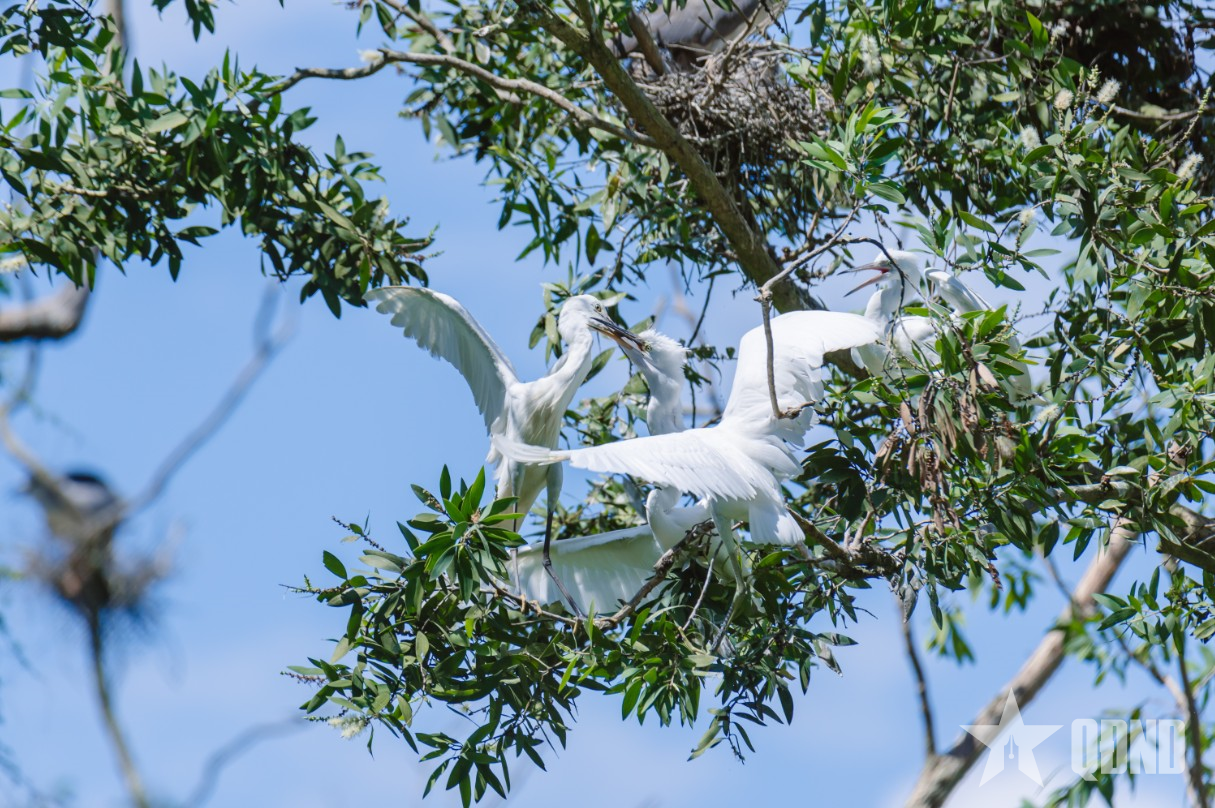 Rừng tràm Trà Sư - điểm du lịch sinh thái hấp dẫn