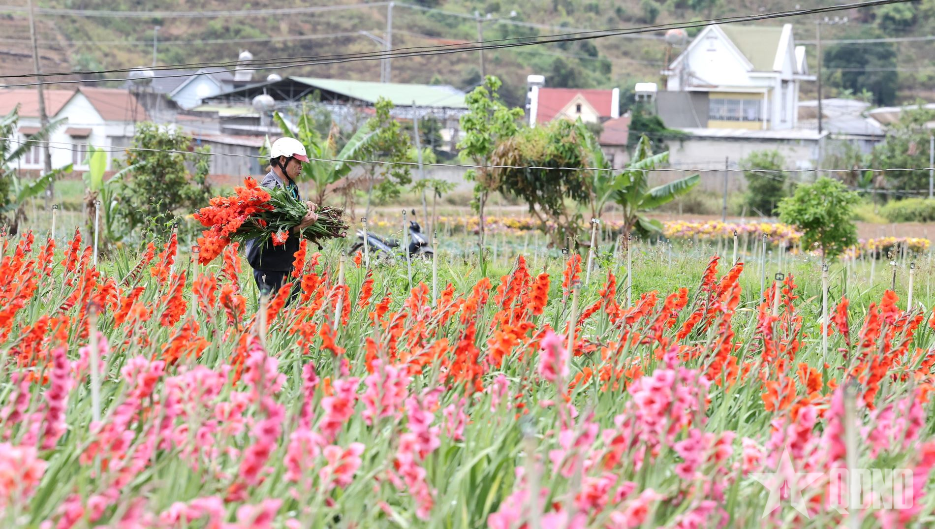 Thủ phủ hoa lay ơn tại Lâm Đồng thất thu vì hoa nở muộn