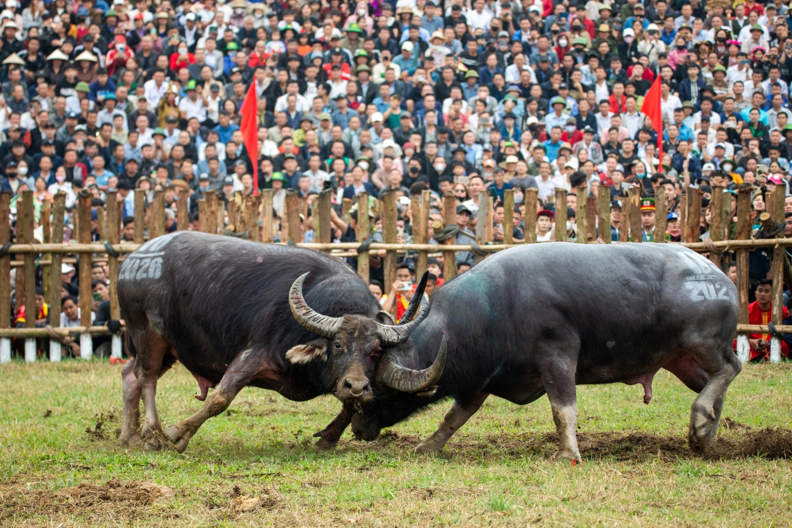 Tháng Giêng mười bảy chọi trâu thì về