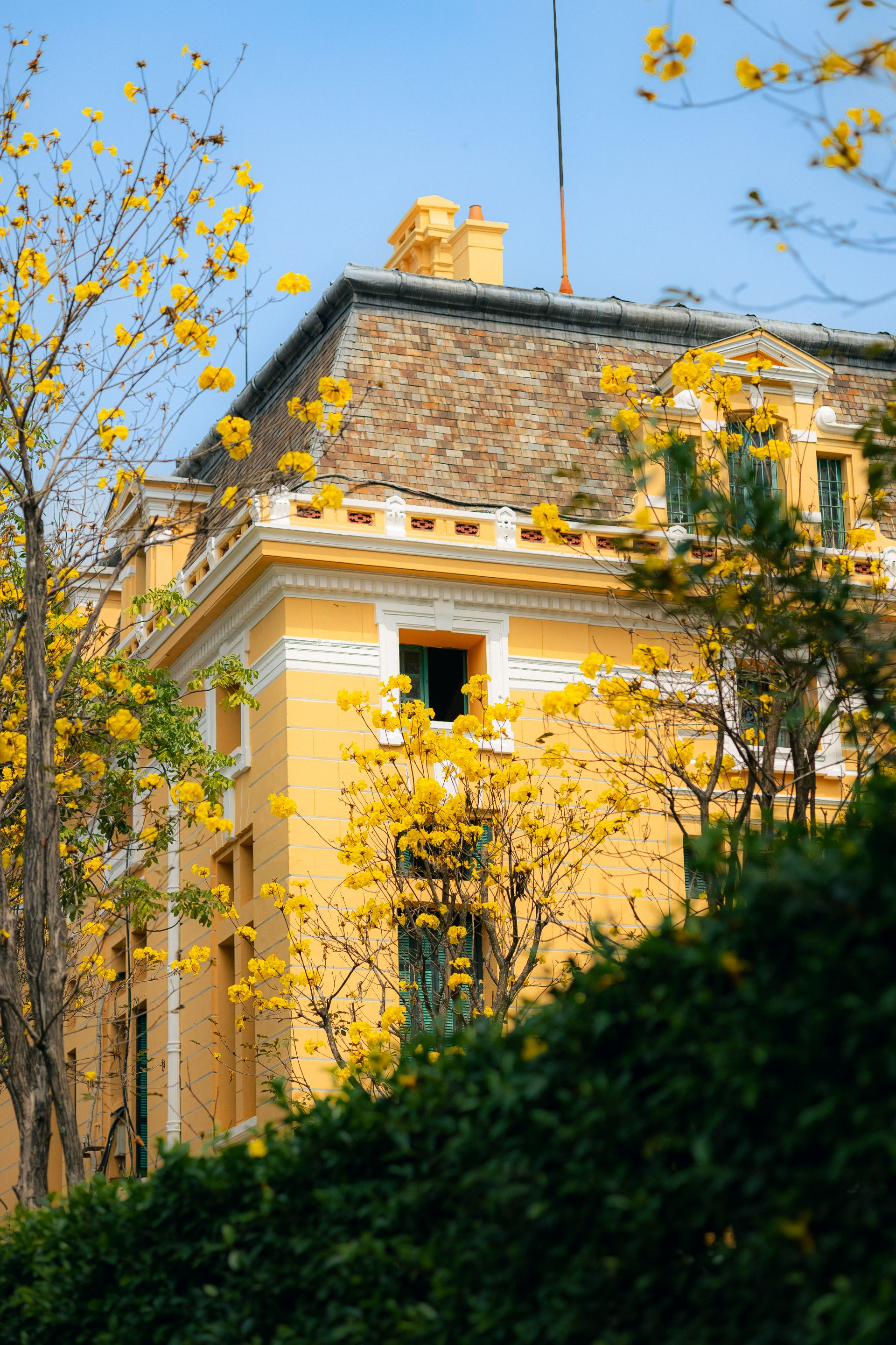 Nét xuân Hà Nội