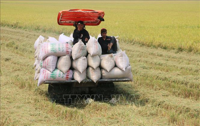 Công điện của Thủ tướng Chính phủ về việc điều hành sản xuất và tiêu thụ lúa gạo trong tình hình mới