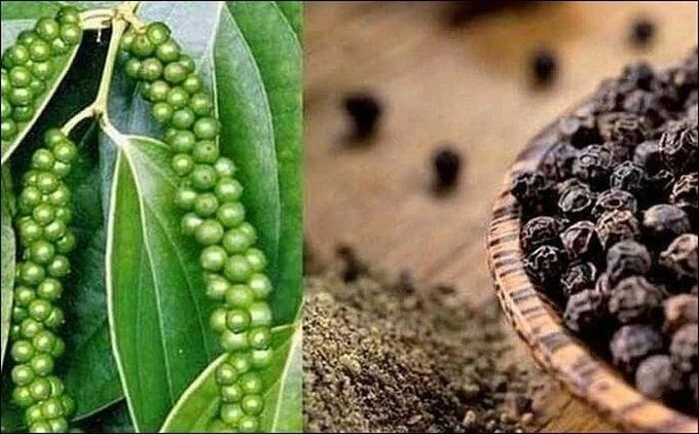 Bản tin nông sản hôm nay (22-3): Giá hồ tiêu, cà phê ổn định
