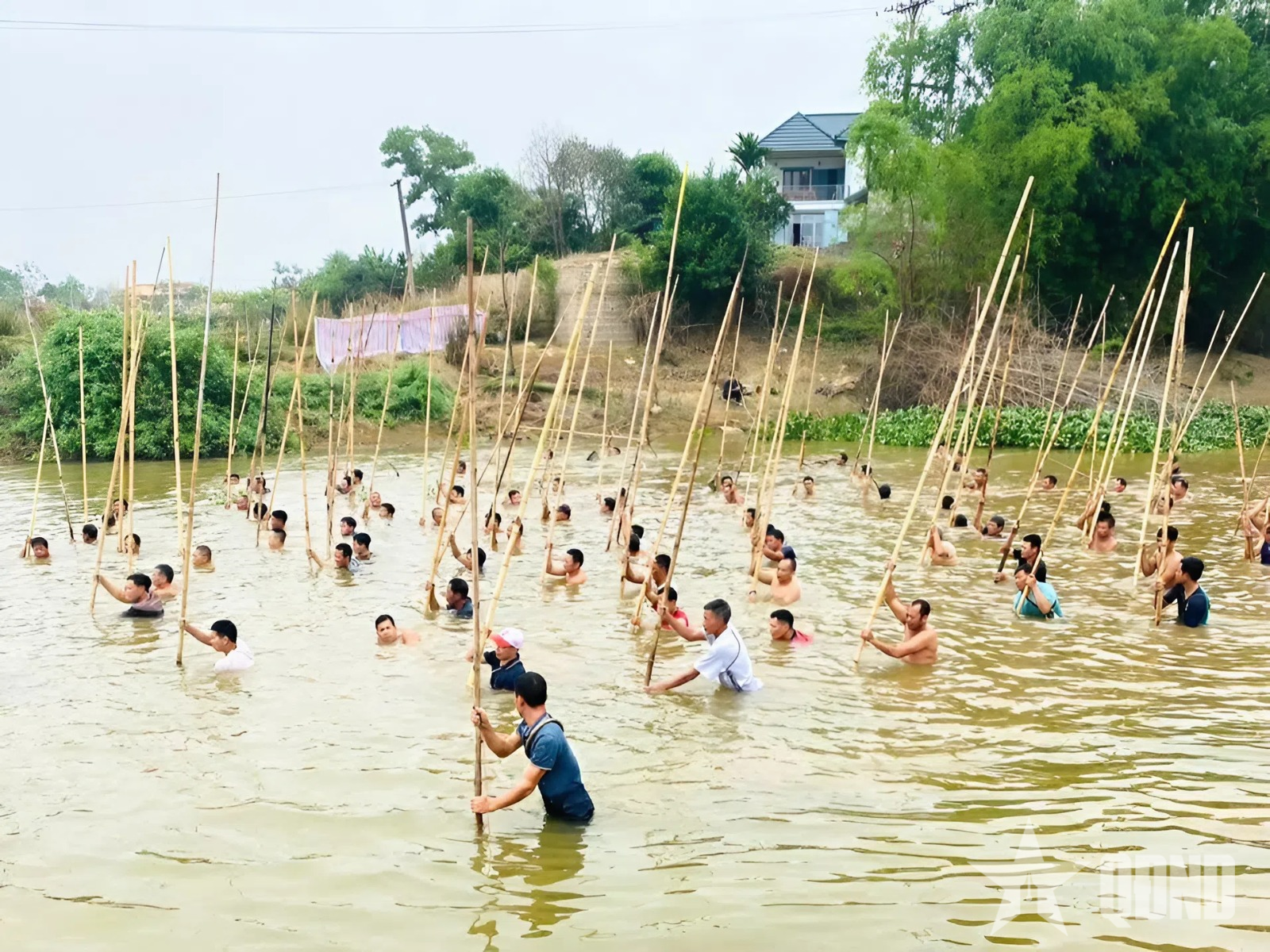 Dập sào “gọi” cá trên sông Tích