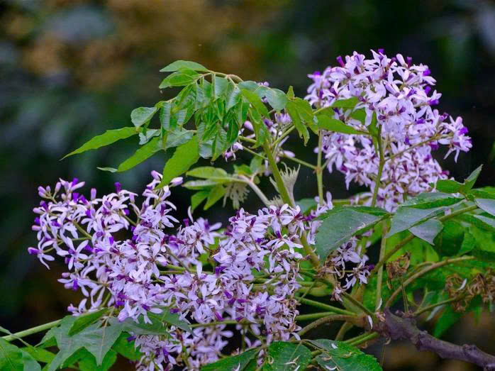 Góc trời tím tháng Ba

