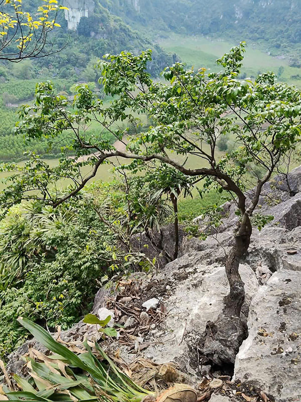 Xử lý nghiêm hành vi khai thác, mua bán, vận chuyển cây Muội hồng