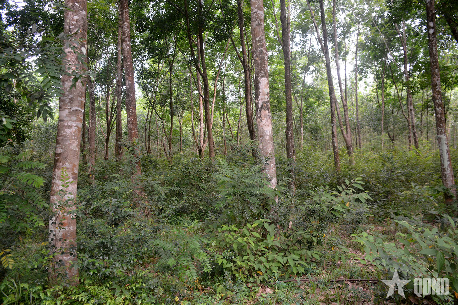 Bắc Trung Bộ là khu vực có tỷ lệ che phủ rừng lớn nhất cả nước