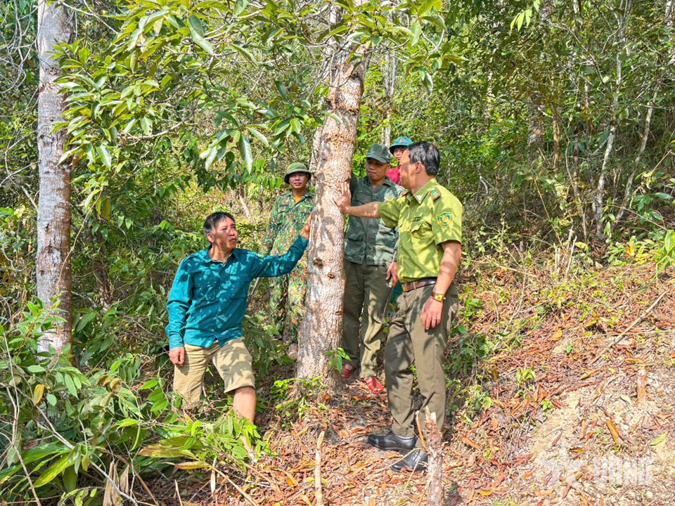 Điện Biên: Tăng cường công tác quản lý, bảo vệ và phòng, chống cháy rừng

​