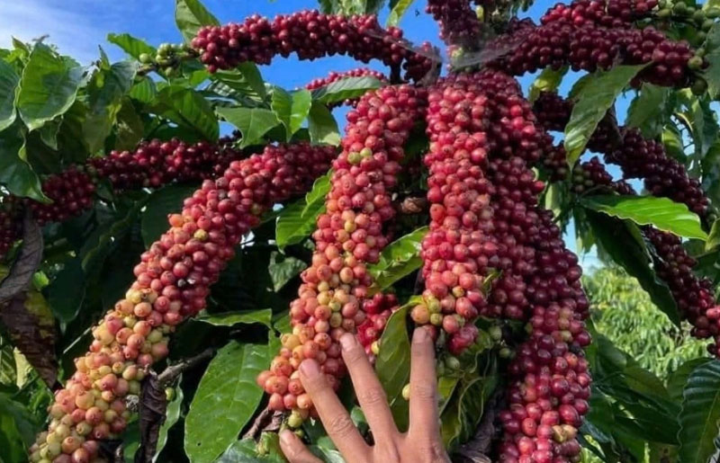 Bản tin nông sản hôm nay (9-4): Giá cà phê giảm sâu, giá hồ tiêu tăng 